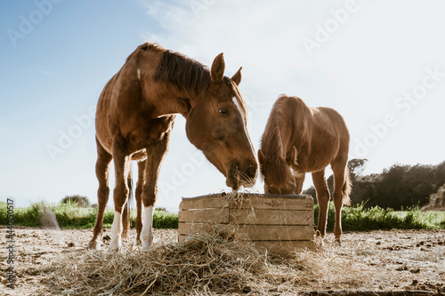 Two brown horses eating hay in field