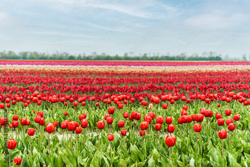 Flowerbed of red blooming tulips Flowerbed of red blooming tulips