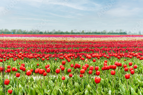 Flowerbed of red blooming tulips