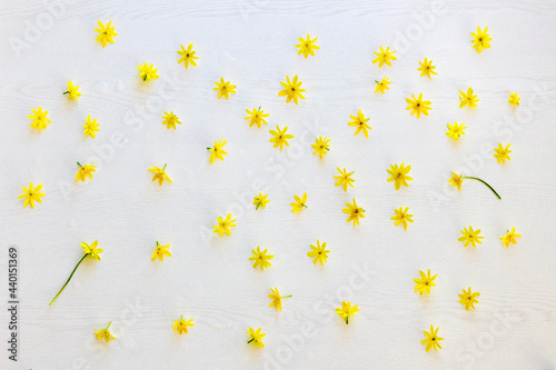 Heads of yellow blooming lesser celandines (Ficaria verna) flat laid against white background photo