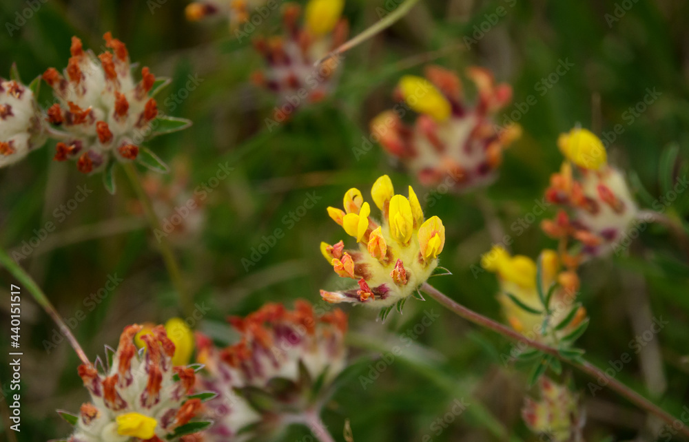 Kidney Vetch (Anthyllis vulneraria) growing wild on Salisbury Plain chalklands, Wiltshire Kidney Vetch (Anthyllis vulneraria) growing wild on Salisbury Plain chalklands, Wiltshire