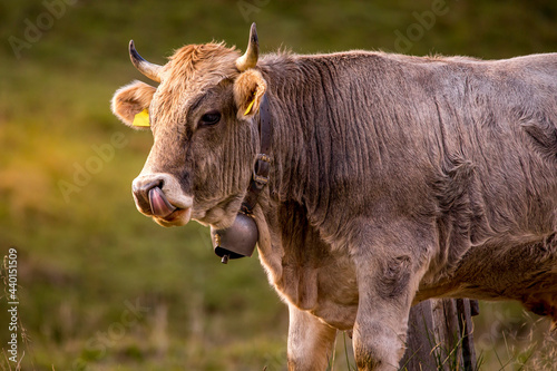 Portrait of brown cow sticking out tongue photo