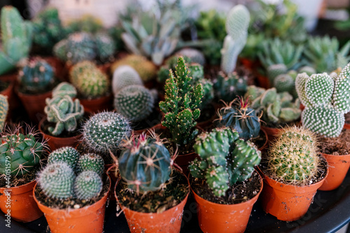 Varieties of succulent and cacti on display at store