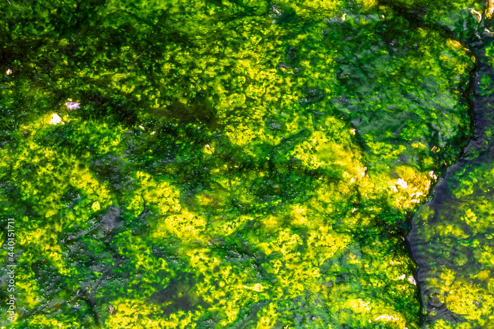 Colorful lichen on rock