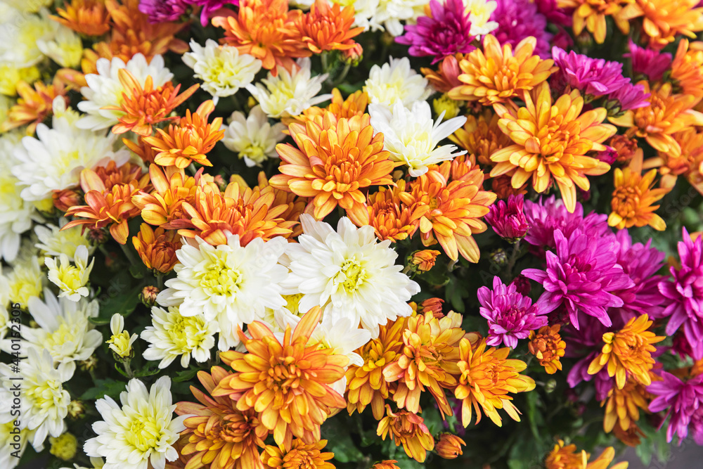 Full frame of bouquet of blooming chrysanthemums