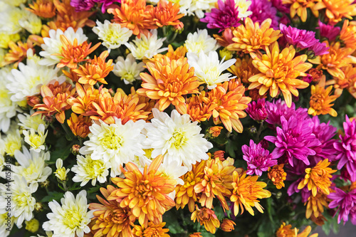Full frame of bouquet of blooming chrysanthemums photo