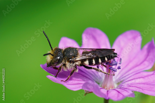 Closeup shot of a male of the Gilt-edged Sharptail, Coelioxys aurolimbatus on the purple flower photo