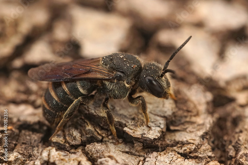 Closeup shot of a female of the little dark cleptoparasite bee, Stelis punctatissima photo