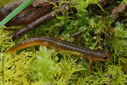 Obraz na plátne Closeup shot of the endangered Columbia torrent salamander, Rhyacotriton kezeri