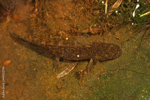 Closeup shot of larvae of the rarely encountered coastal giant salamander, Dicamptodon tenebrosus photo