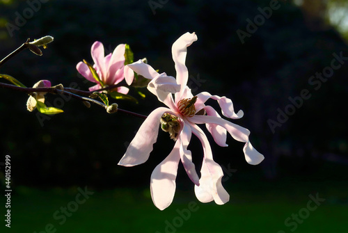 Close up of star magnolia (Magnolia stellata) in bloom photo