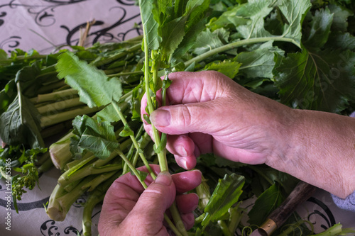 hands of older woman selecting the best turnip greens