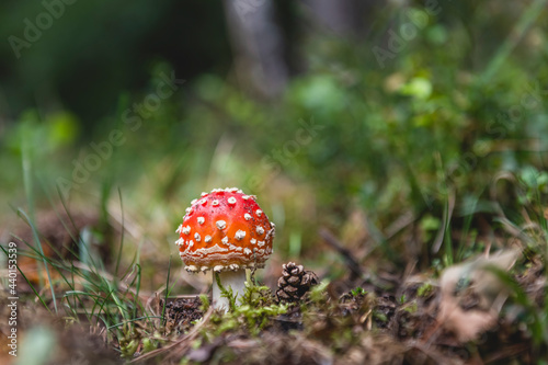 Fly agaric (Amanita muscaria) growing in forest