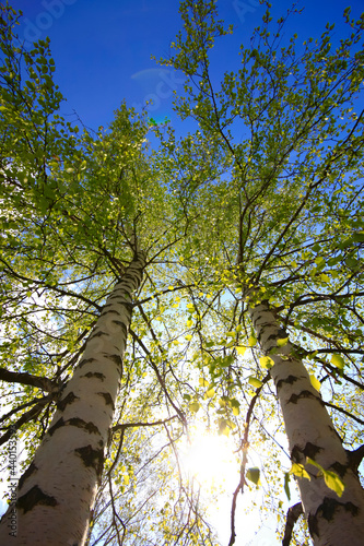 Directly below shot of birch trees by sky photo