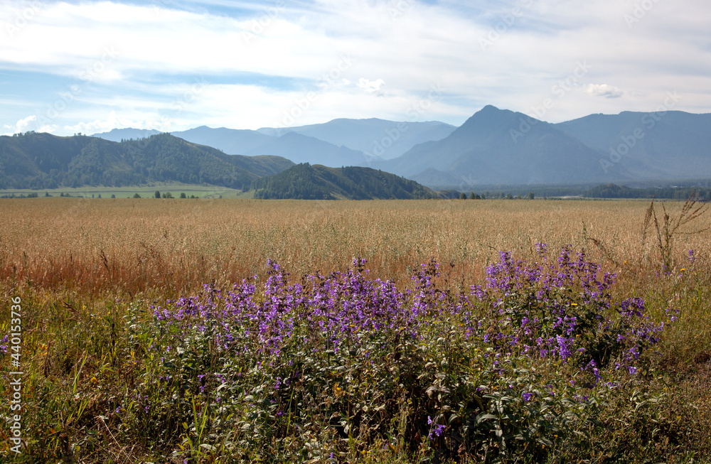 Harvest field against the backdrop of high mountains. In the foreground are wildflowers. There are beautiful clouds in the sky.