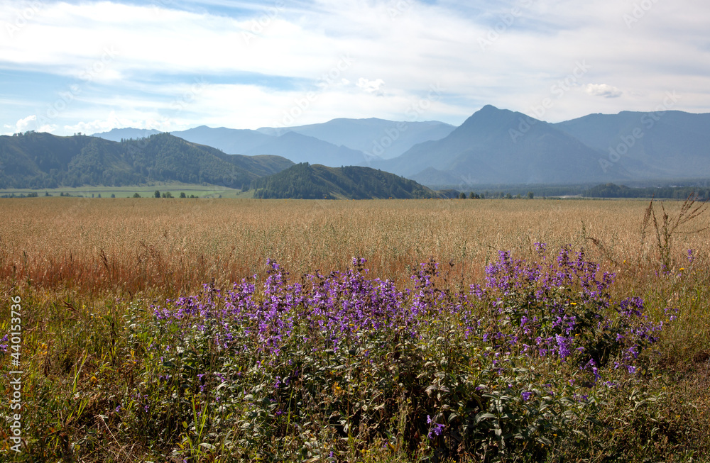 Obraz premium Harvest field against the backdrop of high mountains. In the foreground are wildflowers. There are beautiful clouds in the sky.