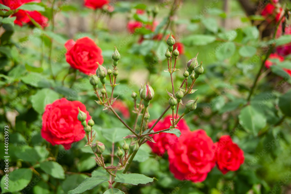 pink roses in bush in garden