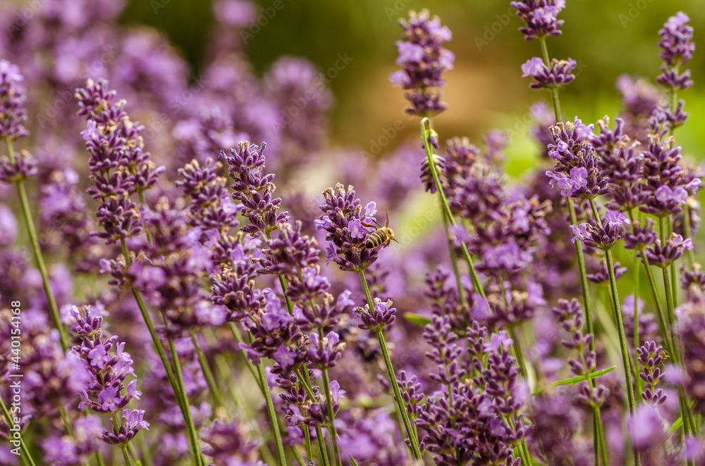 Naklejka premium bright violet lavander flowers background