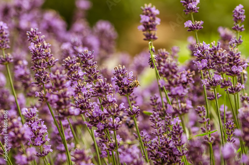 bright violet lavander flowers background