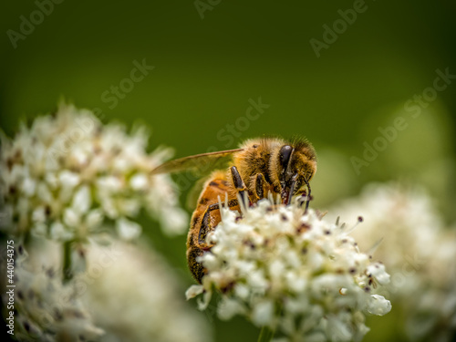 Honeybee, honey bee aka Apis Mellifera, pollinating Hemlock flowers, Conium maculatum. © Mushy