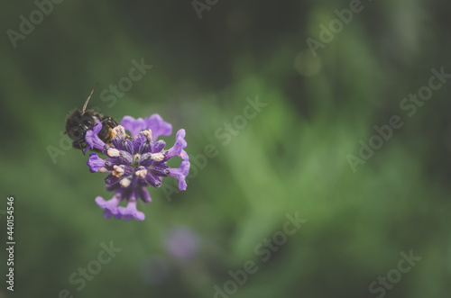 bright violet lavander flowers background with flying bee © katarinagondova