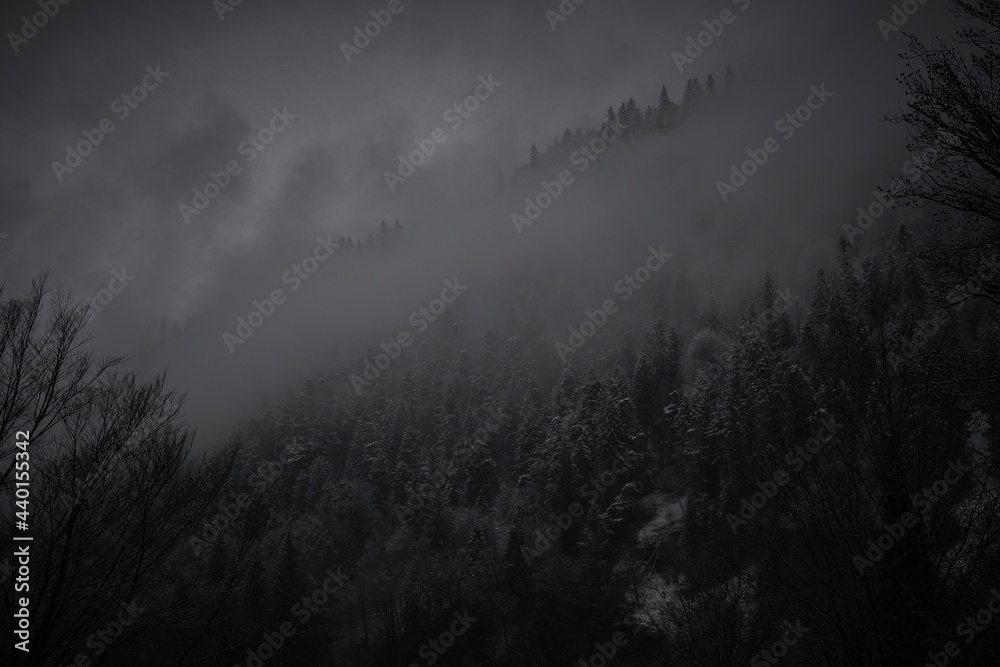 Fog floating over winter forest at dusk Fog floating over winter forest at dusk