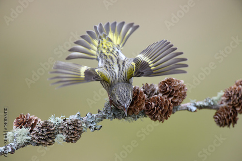 Eurasian siskin (Spinus spinus) singing on tree branch