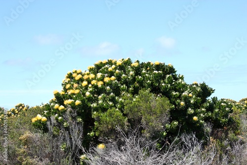 Landschaft in Südafrika 