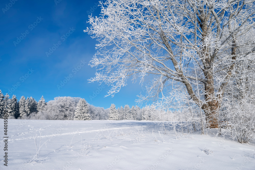 Germany, Baden Wurttemberg, Zollernalb, Winter landscape with hoar frost on trees under blue sky Germany, Baden Wurttemberg, Zollernalb, Winter landscape with hoar frost on trees under blue sky