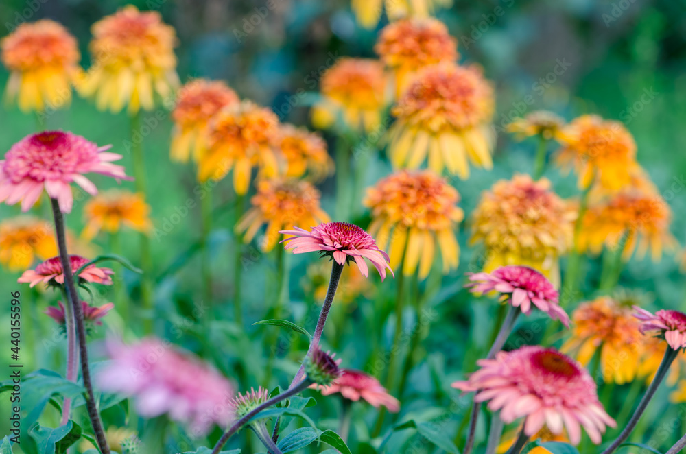 pink and orange echinacea flower, extraordinary color, dark green leaves