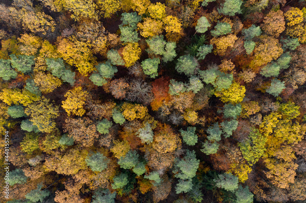 Drone view of Steigerwald forest in autumn Drone view of Steigerwald forest in autumn