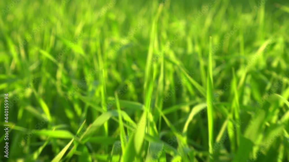 Green grass close-up. The movement of the camera on the grass growing in the meadow. Green juicy lawn, it's time to mow. Panorama, Grass field in perspective, sunset, sun rays, Green grass close-up. The movement of the camera on the grass growing in the meadow. Green juicy lawn, it's time to mow. Panorama, Grass field in perspective, sunset, sun rays,