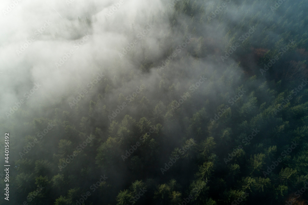 Drone view of Black Forest shrouded by thick fog
