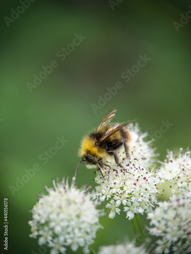 Male Early-nesting bumblebee aka Bombus pratorum on Hemlock flower. Pollination.