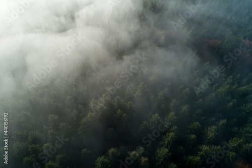 Drone view of Black Forest shrouded by thick fog photo