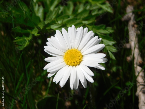 Forest flower