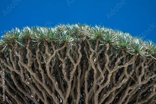 Dragon tree in front of blue sky on sunny day