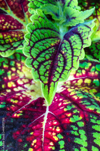 Close up of painted nettle (Coleus blumei) photo