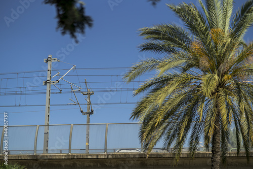 Closeup shot of a palm tree with transmission towers in the background photo
