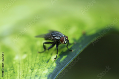 Mosca-doméstica (Musca doméstica) Esses insetos se desenvolvem em matéria orgânica vegetal ou animal em decomposição, sendo que o clima quente acelera e mais propenso à propagação da mosca doméstica. © Luciana Serra