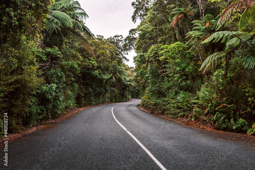 New Zealand, North Island, Northland, Road through Waipoua Forest photo