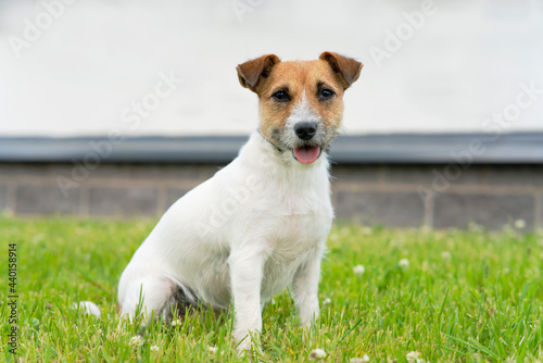 Portrait, happy jack russell terrier on a background of grass