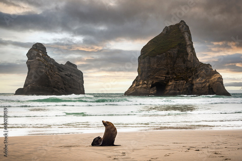 New Zealand, South Island, Majestic rock formations in Golden Bay with seal at sandy Wharariki Beach photo