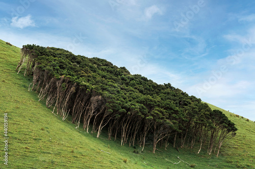 Green hillside grove in Coromandel Forest Park