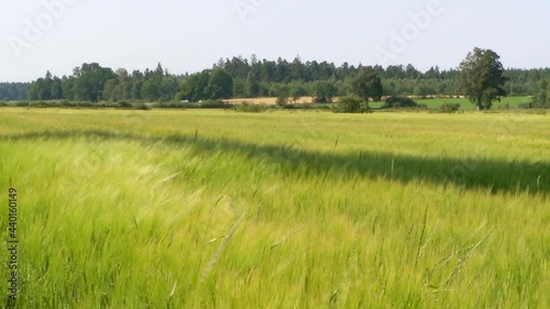 Farmland with Barley, Hordeum vulgar L  ripening in the summer sun in Sweden