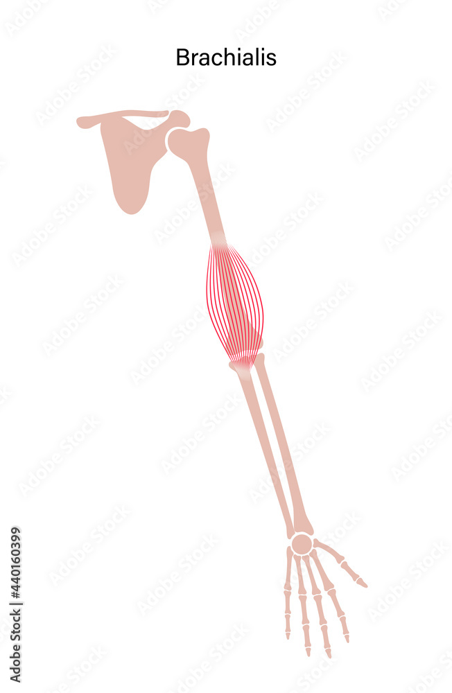 Muscular system arms Muscular system arms