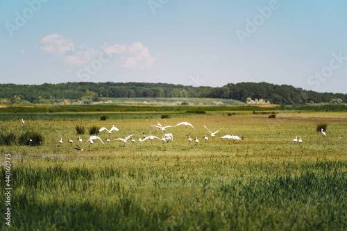 White egrets on field in summer