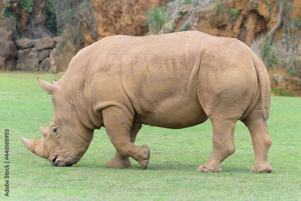 White rhino posing in profile. White rhino posing in profile.