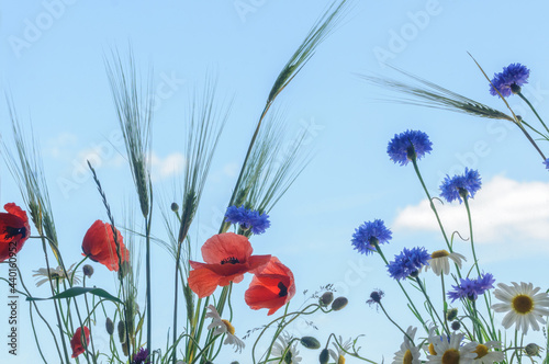 Wildflowers on a background of blue sky. Poppies, cornflowers, chamomile and spikelets of rye
