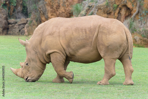White rhino posing in profile. 
